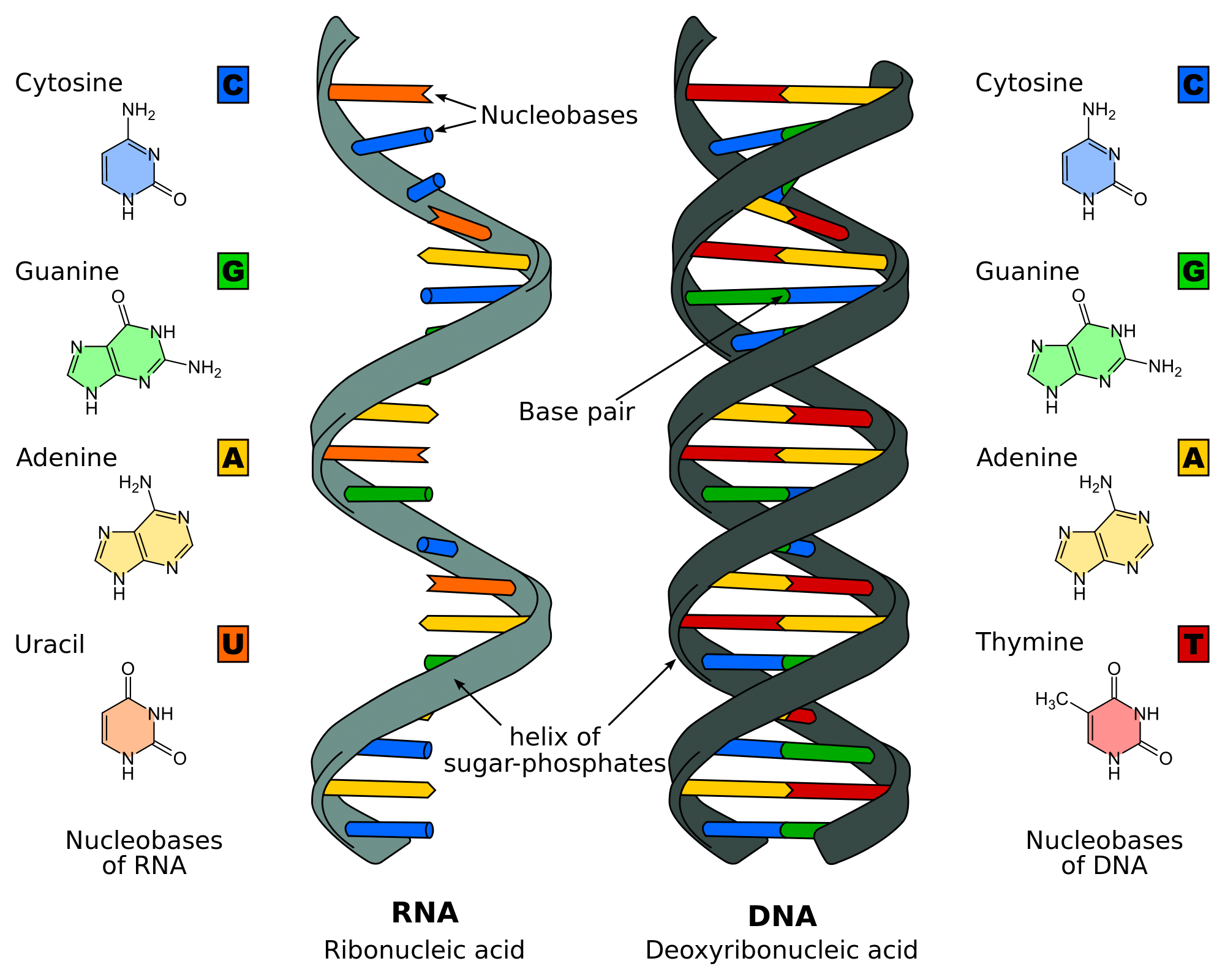 dna-for-kids-learn-definition-structure-functions-facts