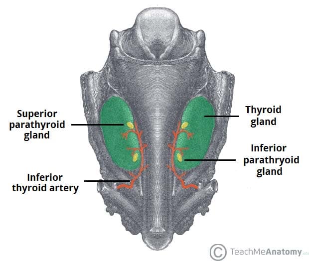 PT glands