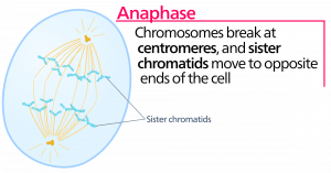Figure 5 - Anaphase