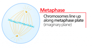 Figure 4 - Metaphase
