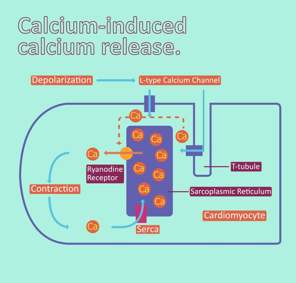 Contraction Of Cardiac Muscle Pathway Of Contraction TeachMePhysiology