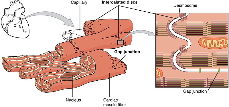 Structure Of Cardiac Muscle Myopathy Teachmephysiology