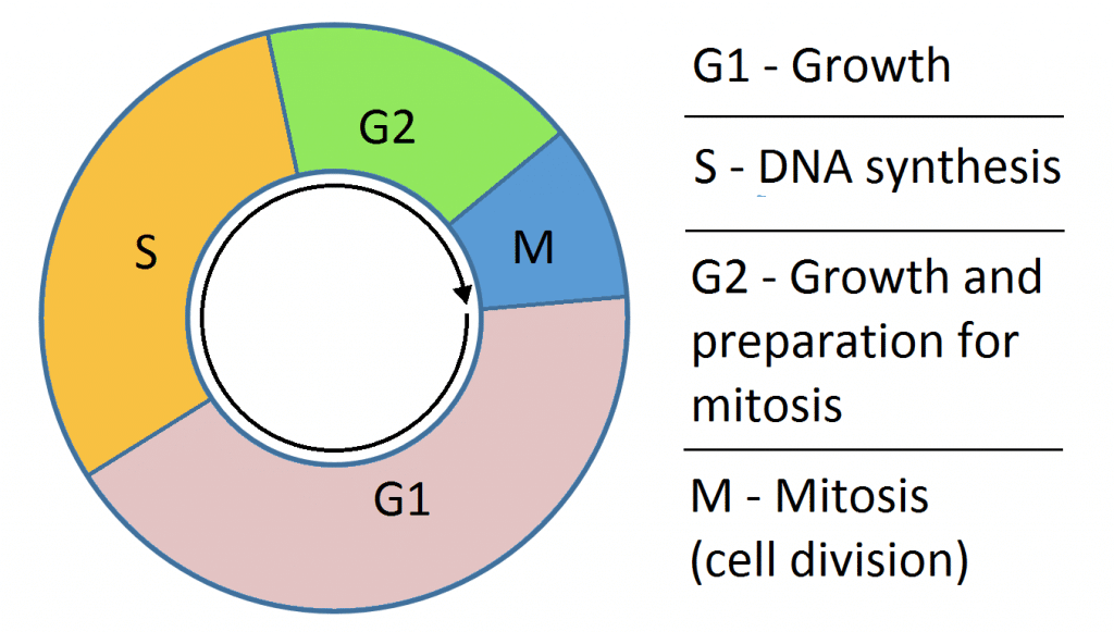 Cell Cycle Phases Mitosis Regulation