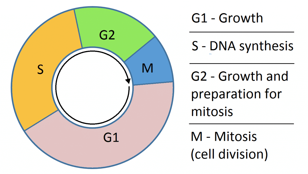 cell cycle diagram