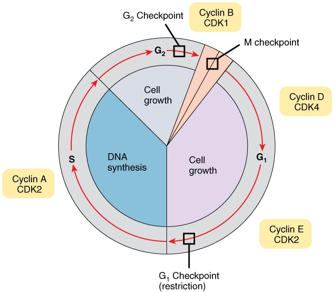 cell cycle diagram