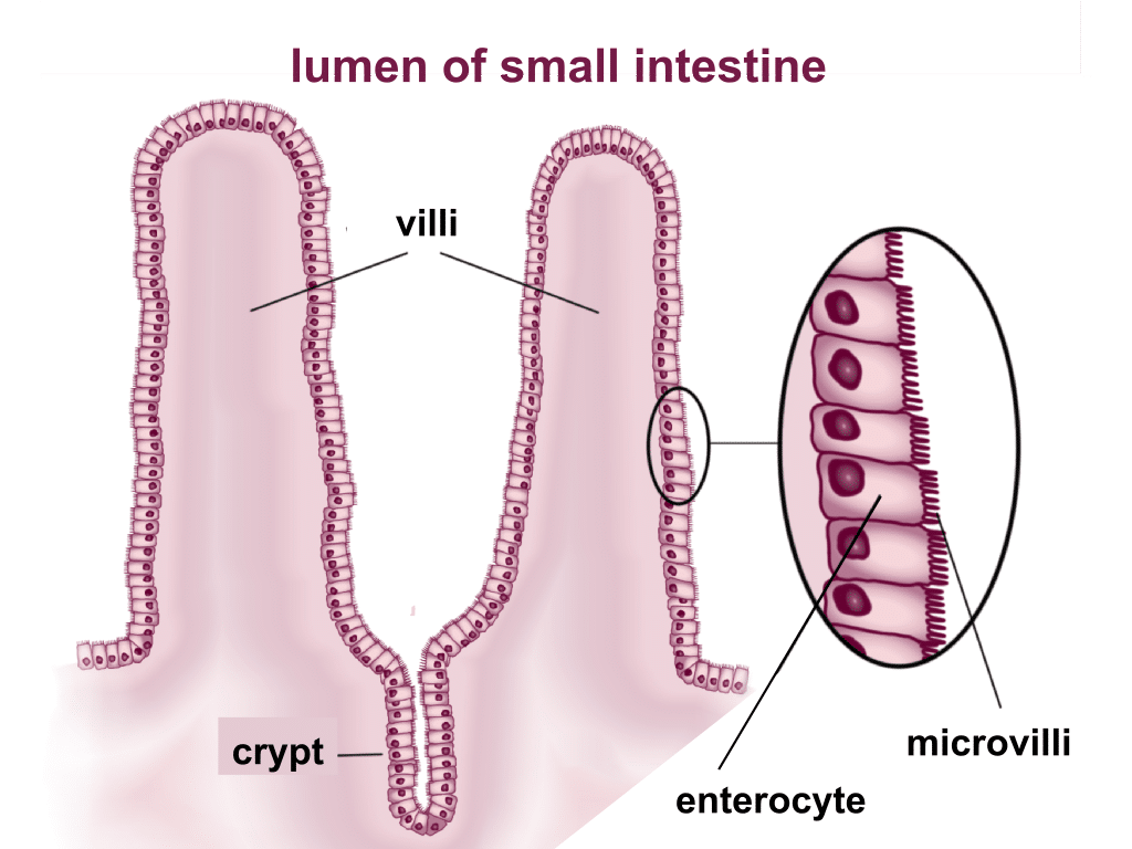 Small Intestine Structure Histology Secretions TeachMePhysiology