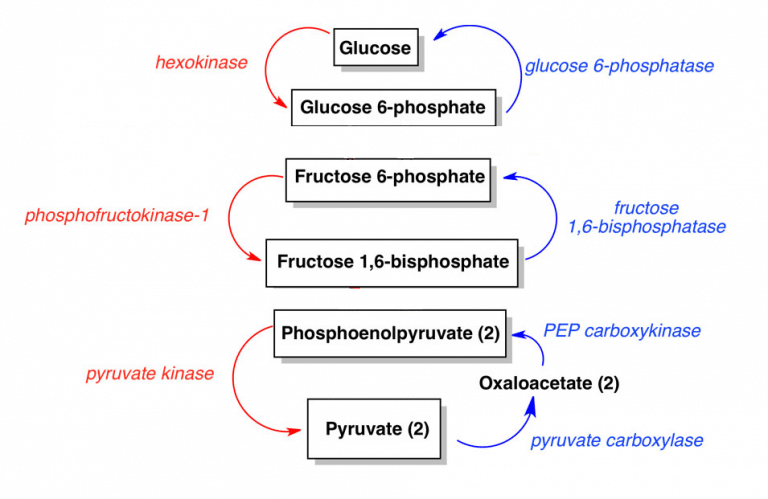 Gluconeogenesis Function Control Teachmephysiology