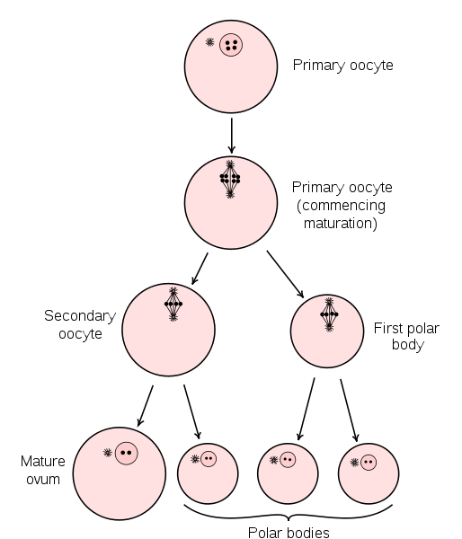 spermatogenesis and oogenesis diagram