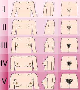 puberty girls stages chart