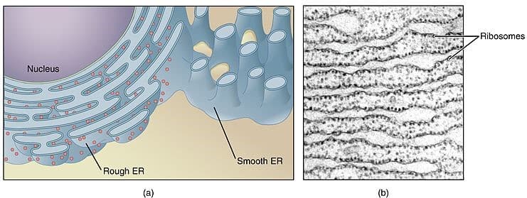smooth endoplasmic reticulum microscope