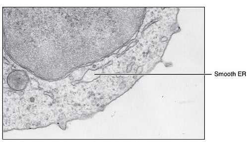 endoplasmic reticulum micrograph