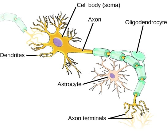 glial cell structure