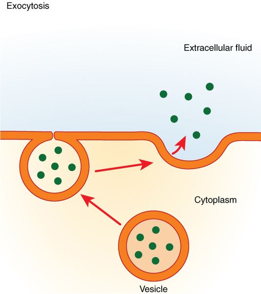 Cartoon showing the process of exocytosis including vesicle fusion with the membrane and secretion into the extracellular fluid