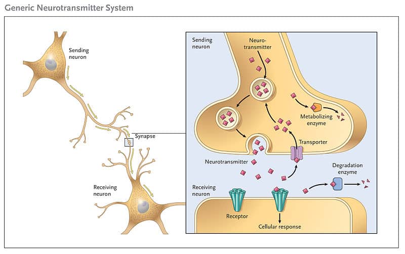 Cartoon showing the stages of neurotransmission including storage, release, re-uptake and degradation of neurotransmitter and the activation of a post-synaptic neurone