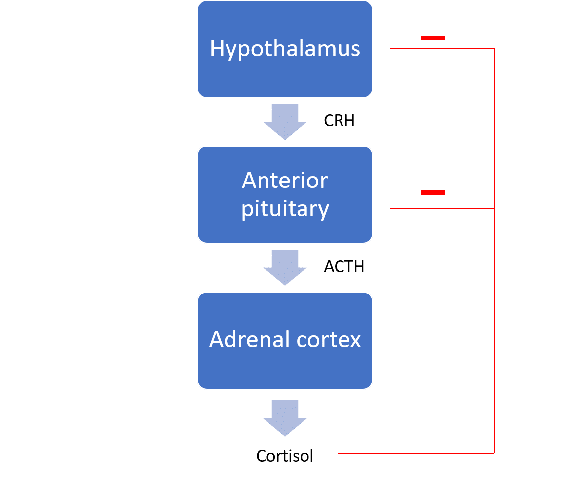 Acth And Cortisol Actions Regulation Teachmephysiology