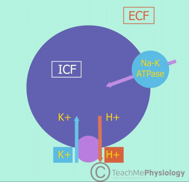 Internal Balance Of Potassium Regulation Teachmephysiology