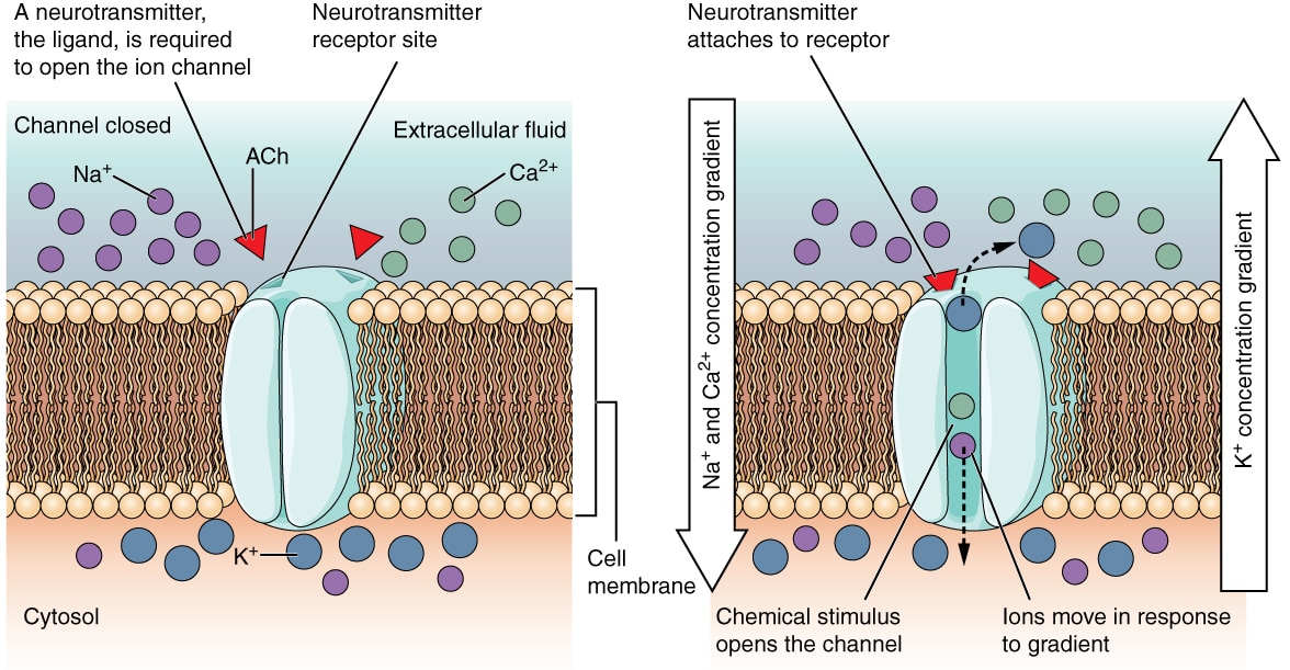 Cellular Receptors Cell Surface Internal Teachmephysiology