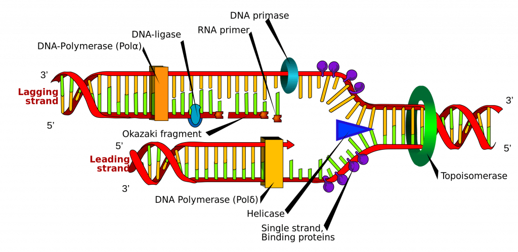 Dna Replication Structure Stages Of Replication Teachmephyiology