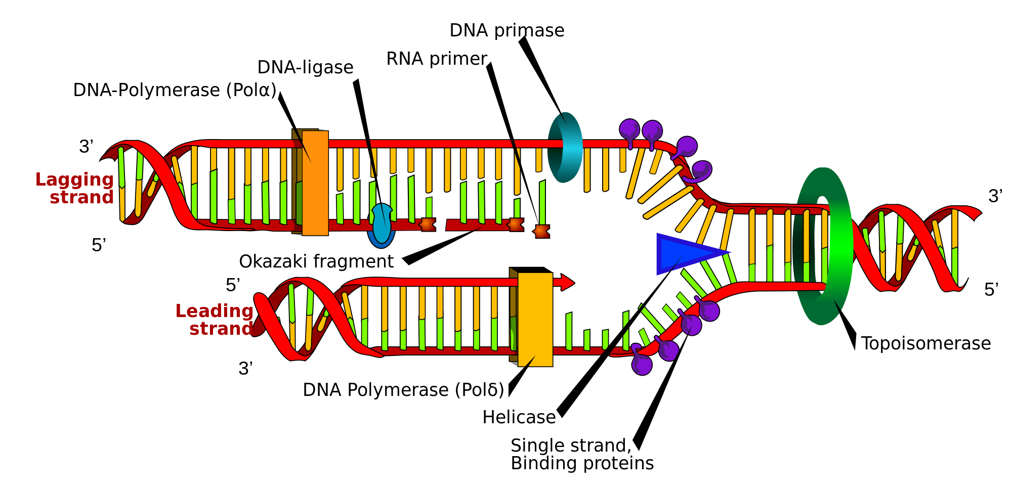 DNA Replication Stages of Replication TeachMePhyiology