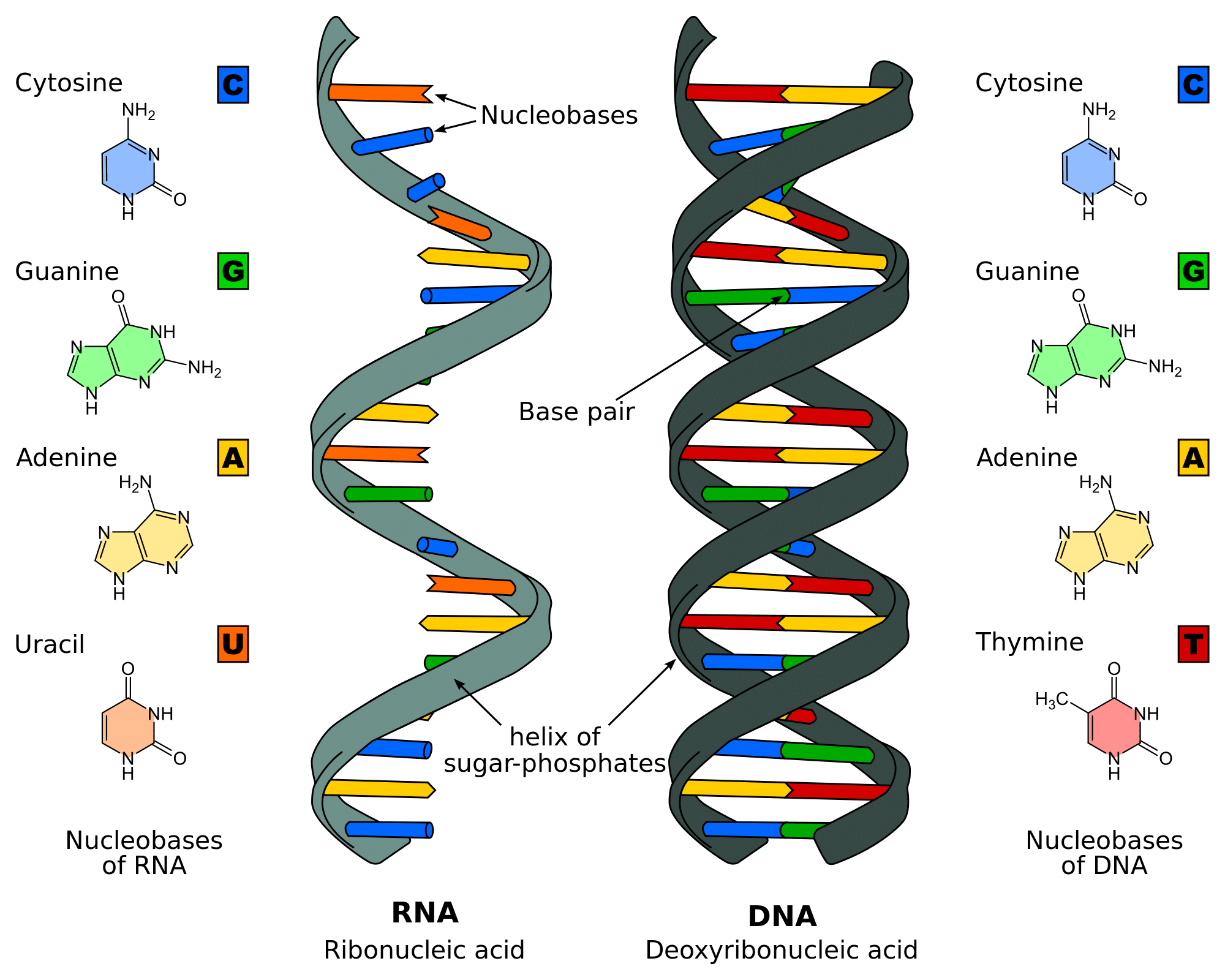 Dna Replication Structure Stages Of Replication Teachmephyiology
