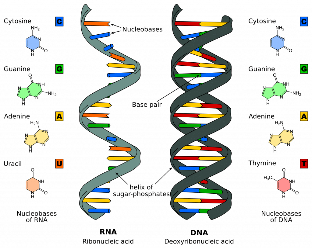 diagram and label a section of dna