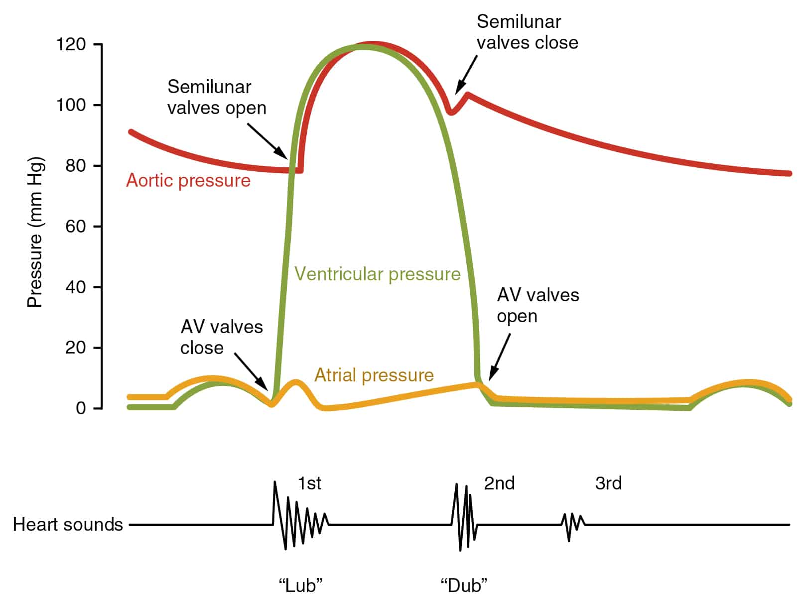The Cardiac Cycle Pressures In The Heart Teachmephysiology