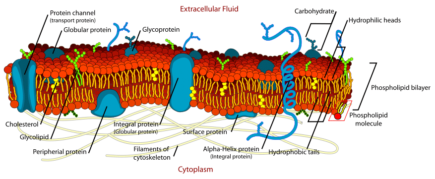 The Cell Membrane Structure Phospholipids Teachmephysiology