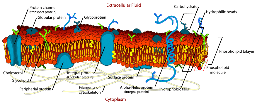 Phospholipids And Their Functions