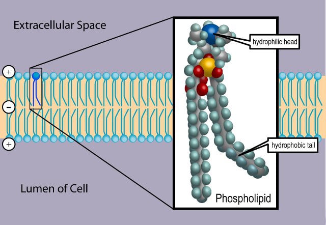 The Cell Membrane Structure Phospholipids Teachmephysiology