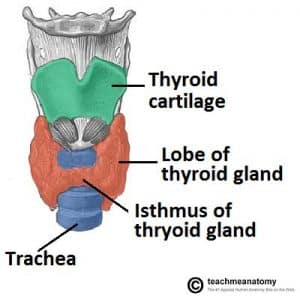 The Thyroid Gland - Structure - Function - TeachMePhysiology