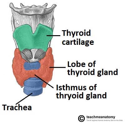 TMA thyroid