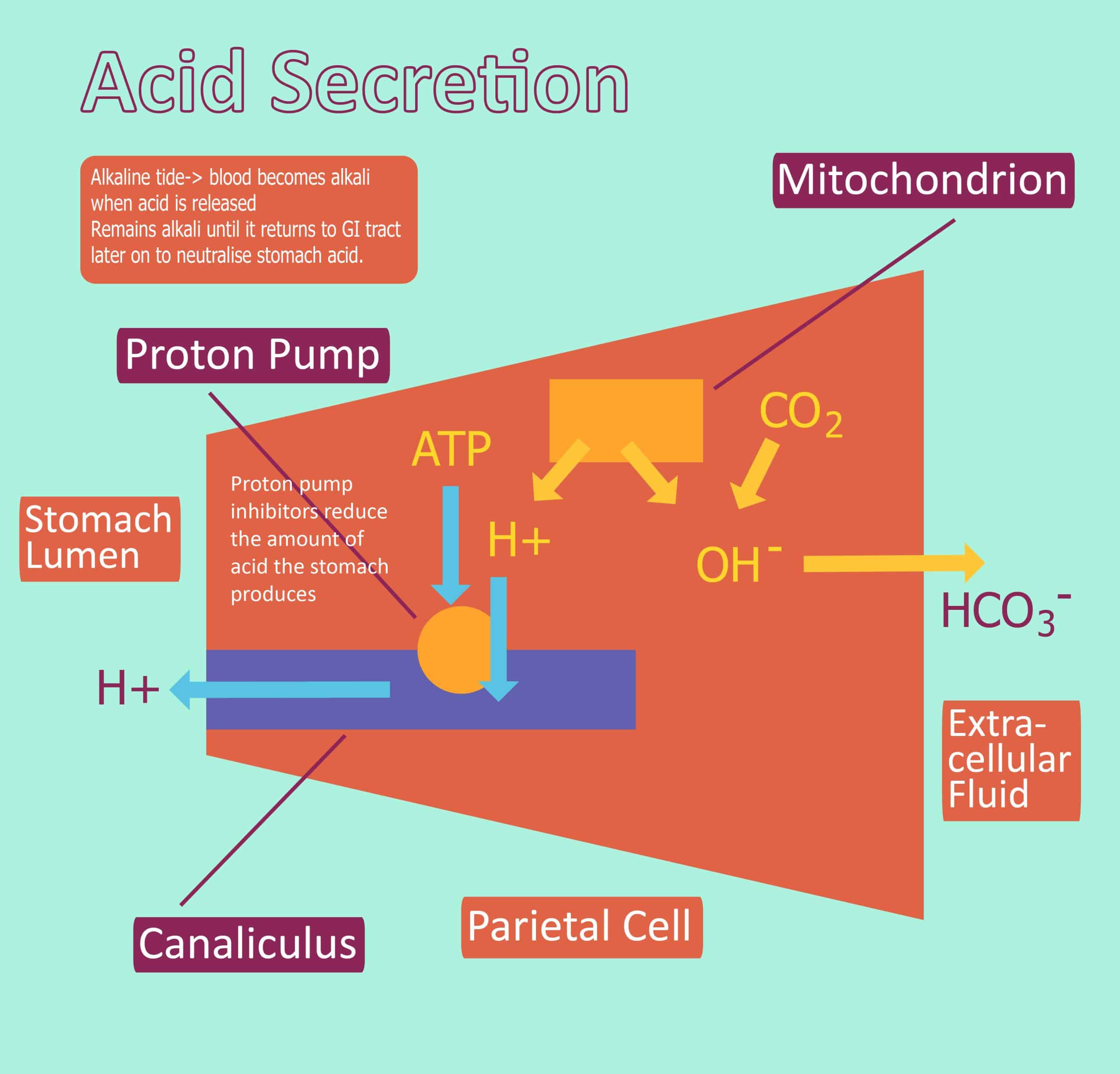 Acid Production Hydrochloric Acid Regulation TeachMePhysiology