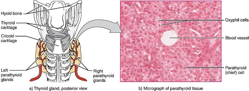 parathyroid histology