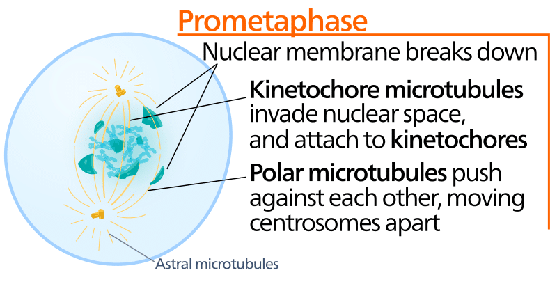 Imminent Mentally partner Mitosis - Stages - Prophase - Metaphase - TeachMePhysiology