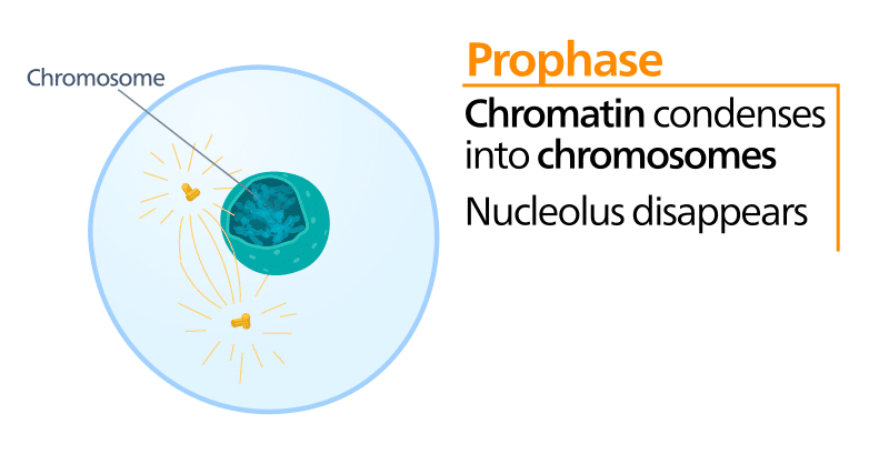 Mitosis Stages Prophase Metaphase Teachmephysiology