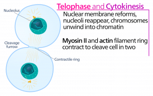Figure 5 - Telophase & Cytokinesis