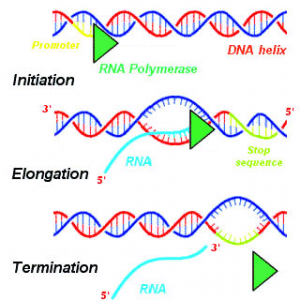 Fig 3 stages of transcription