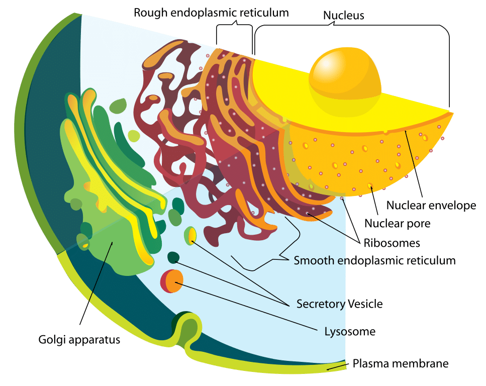 lysosome structure