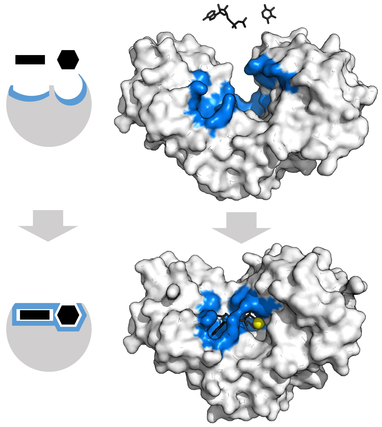 Lock-and-key model Definition and Examples - Biology Online Dictionary