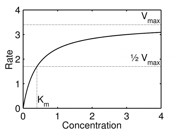 Enzyme Kinetics Structure Function Michaelis Menten Kinetics