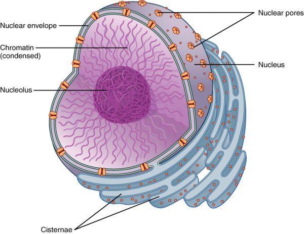 Cell Structures - TeachMePhysiology
