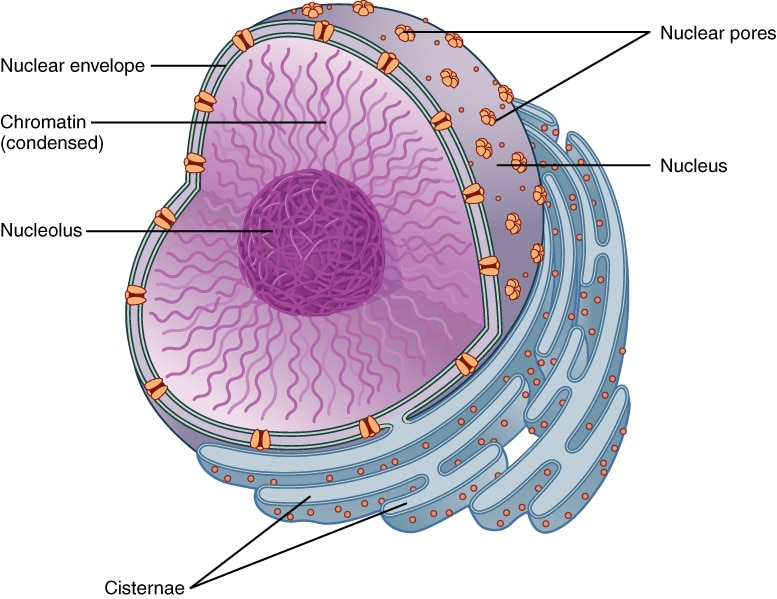 Nucleus Structure Function TeachMePhysiology