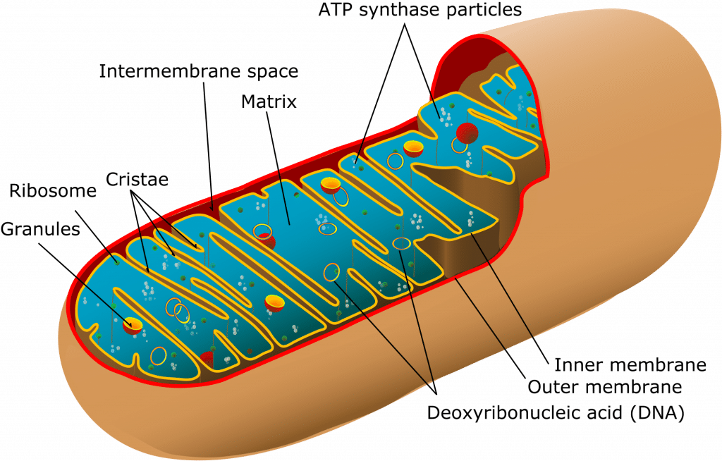 Mitochondria Structure Function Teachmephysiology