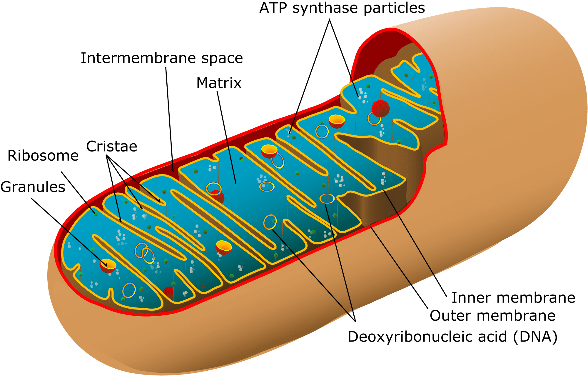 Mitochondria - Structure - Function - TeachMePhysiology