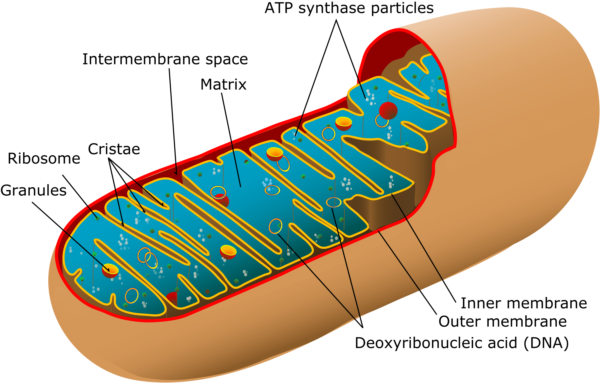 matrix of mitochondria