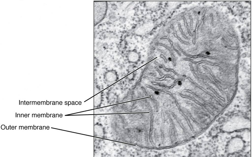 mitochondria electron micrograph labelled