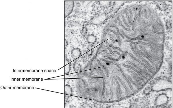 Mitochondria Structure Function Teachmephysiology