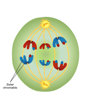prophase 1 of meiosis diagram