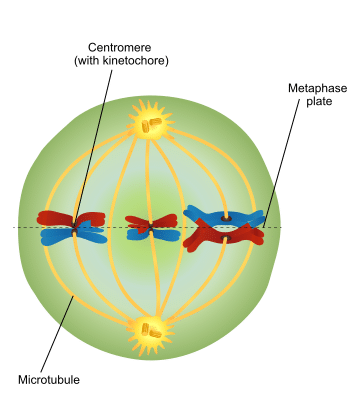 meiosis prophase 1 diagram
