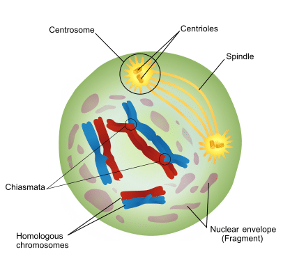 meiosis metaphase 2
